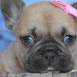 French Bulldogs from Shell Creek Kennels