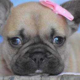 French Bulldogs from Shell Creek Kennels