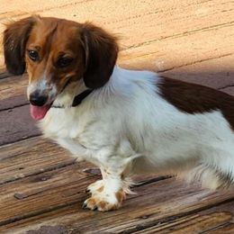 Willie - Dachshund