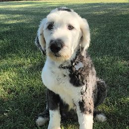 Maggie - Sheepadoodle