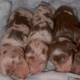 Girl 1 - Dapple female Dachshund puppy in Lordsburg, New Mexico from Bootheel Doxies