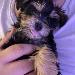 Schnoodle Puppies from Noodle Tings Puppies