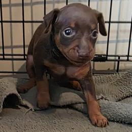 XCF1 9-26 - Black - Chocolate and rust female Miniature Pinscher puppy in Middle Point, Ohio from Knisely's Min Pins-AKC