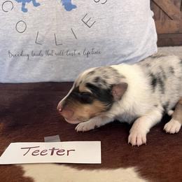 Collie Puppies from A/K Rough Collies