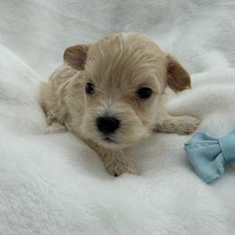 Biscuit - Apricot male Maltipoo puppy in Turlock, California from 209PuppiesCaliforniaMaltipoo