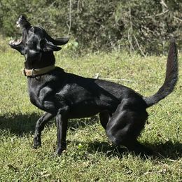 Belgian Malinois All Grown Up from Mike Maas' working dogs