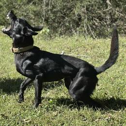 Belgian Malinois All Grown Up from Mike Maas' working dogs