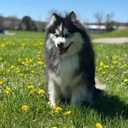 Summit - Pomsky