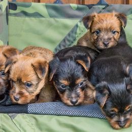 Australian Terriers and Standard Schnauzers from CopperTop Australian Terriers