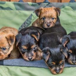 Australian Terriers and Standard Schnauzers from CopperTop Australian Terriers