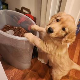 Golden Retriever Puppies from Sugarloaf Golden Retrievers (Formerly Vixena Golden Retrievers)