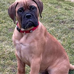 Bullmastiffs from Marconian Bullmastiffs