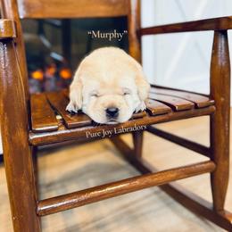 Murphy - Yellow male Labrador Retriever puppy in Cinebar, Washington from Pure Joy Labradors