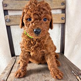 Beau - Red  male Goldendoodle puppy in Cleveland, Georgia from The O.G. Doodles