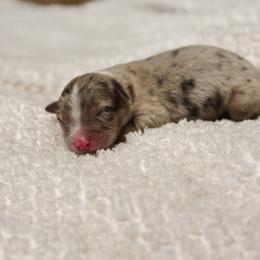 Whiskey AKC - Red merle male Australian Shepherd puppy in Polk City, Florida from Skaky Shepherds