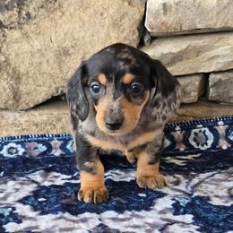 Mary - Dapple female Dachshund puppy in Signal Mountain, Tennessee from Hot Diggity Doxens
