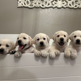 Labrador Retriever puppies from Lucy’s Labradors