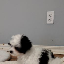 Coton de Tulear Puppies from Coton Country