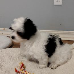 Coton de Tulear Puppies from Coton Country