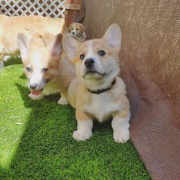 Pembroke Welsh Corgi Puppies from Milton Corgis