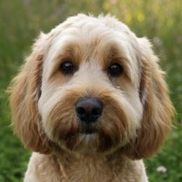 Scarlett - Australian Labradoodle