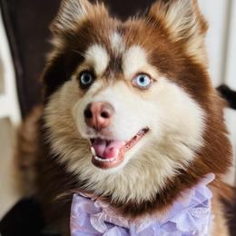 Kodiak - Pomsky