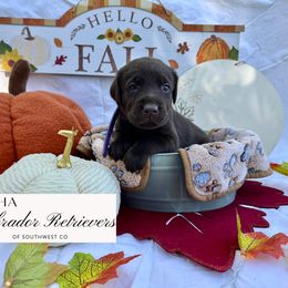Girl 1 - female Labrador Retriever puppy in Cortez, Colorado from Aloha Lab Pups of SW Colorado