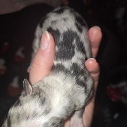 Blue Merle Male - Blue merle male Australian Shepherd puppy in Sioux Falls, Sd Area, South Dakota from Diamond Aussies N the Rough