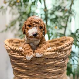 Popeye - Red  male Goldendoodle puppy in Sulphur, Louisiana from Curly Q’s Of Carlyss