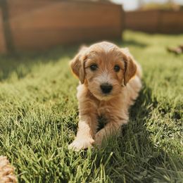 Goldendoodle Puppies from J+A Family Doodles