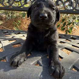Gray Collar - Black male Labrador Retriever puppy in South Carolina from Southern Pine Labradors