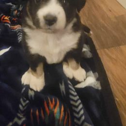 Miniature Australian Shepherds from Raylene's Aussies