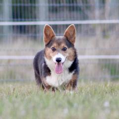American Corgi, Border Collie, and Pembroke Welsh Corgi All Grown Up from Cowtown Corgis & Border Collies