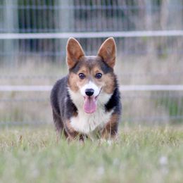 American Corgi, Border Collie, and Pembroke Welsh Corgi All Grown Up from Cowtown Corgis & Border Collies