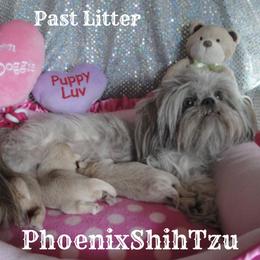 Shih Tzu Puppies from Phoenix Shih Tzu