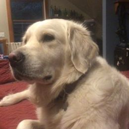 Golden Retrievers from Freedom Acres