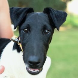 Thorin - White and black male Smooth Fox Terrier puppy in Rio Linda, California from Palomar Kennels