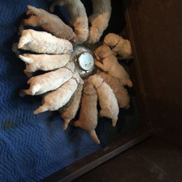 Poodle Puppies from Hidden Treasures Farm LLC