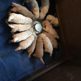Poodle Puppies from Hidden Treasures Farm LLC