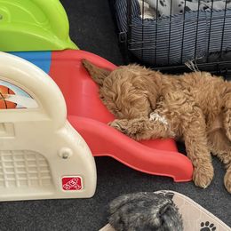 Goldendoodle Puppies from Texas Bella Doodles
