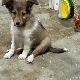 Peach - White and sable female Shetland Sheepdog puppy in Fontanelle, Iowa from Jensen Farms Shelties