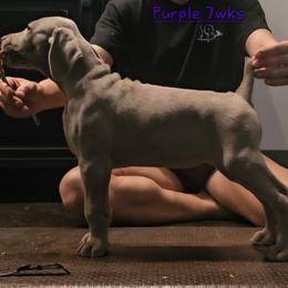Purple Collar - Silver gray female Weimaraner puppy in Indiana from So-IN Weimaraner's