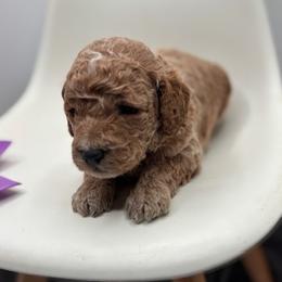 Rocky - Apricot male Goldendoodle puppy in Creston, Ohio from Mini Doodles Dandy