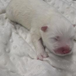 Purple - White female Samoyed puppy in Salem, Utah from Happy Valley Sammies