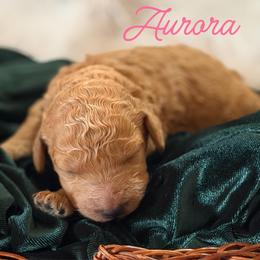 Aurora - Red  female Poodle puppy in Brooksville, Florida from Ariella Standard Poodles & Chinese Cresteds