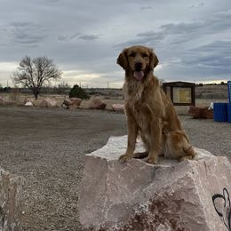 Golden Retrievers from Heart's Fire Golden's