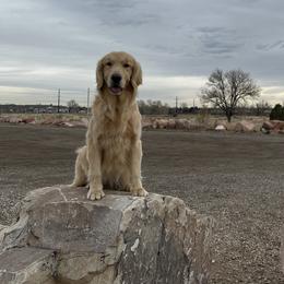 Golden Retrievers from Heart's Fire Golden's