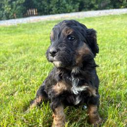 Cowboy - Tri-color male Bernedoodle puppy in Carlotta, California from Lost Coast Poodles and Doodles