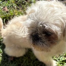 Shih Tzu Puppies from Shih-tzu Dynasty
