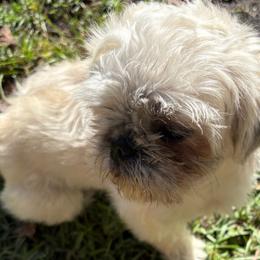 Shih Tzu Puppies from Shih-tzu Dynasty